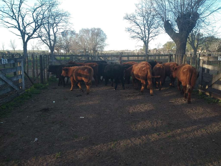 Lote 17 Terneros en Gral. Lamadrid, Buenos Aires