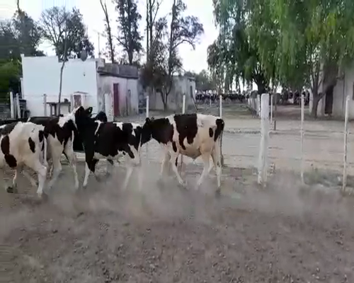 Lote 13 Terneros en Sunchales, Santa Fe