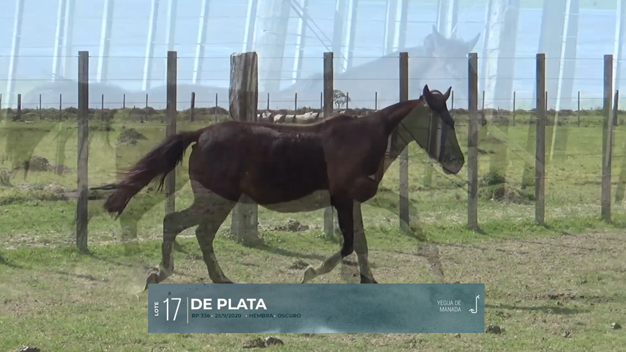 Lote Yeguarizos a remate en Criollos, Montevideo