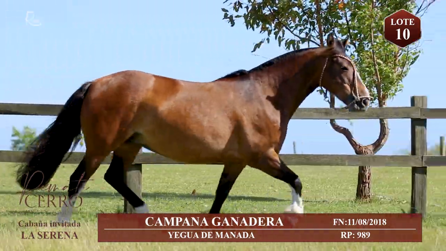 Lote CAMPANA GANADERA