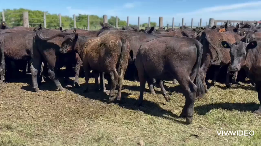 Lote 140 Terneras