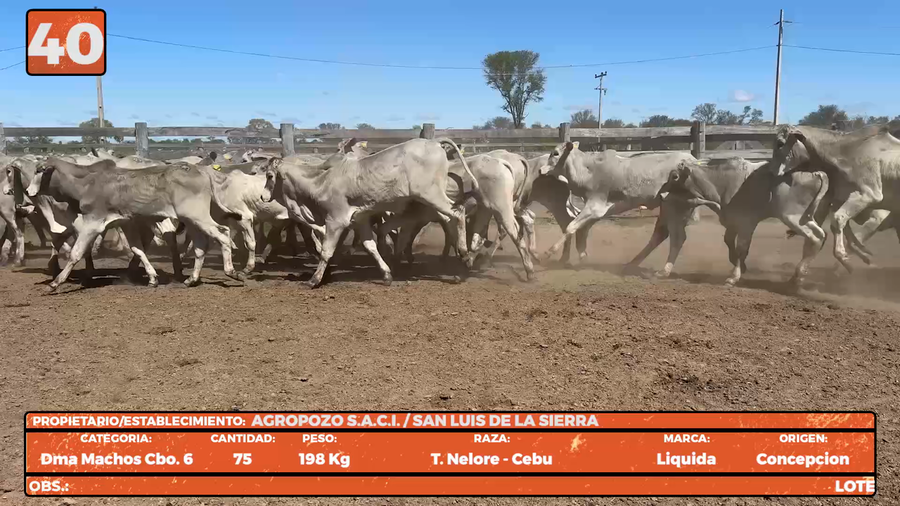 Lote LOTE 40