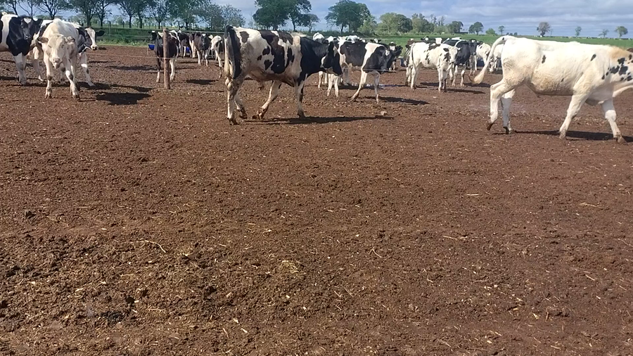 Lote 40 Novillitos Holando en Esustolia, Santa Fe