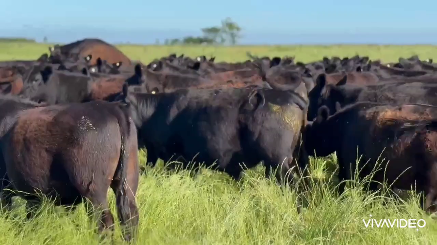 Lote 693 Novillitos