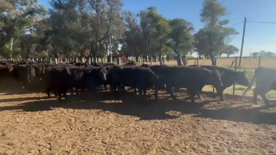 Lote 230 Vaquillonas en La Cesira, Córdoba