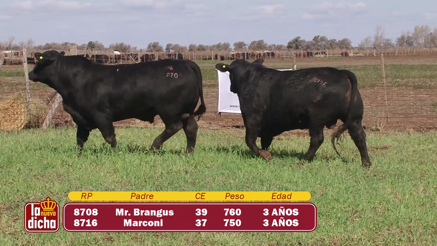 Lote TOROS BRANGUS CABAÑA LA NUEVA DICHA