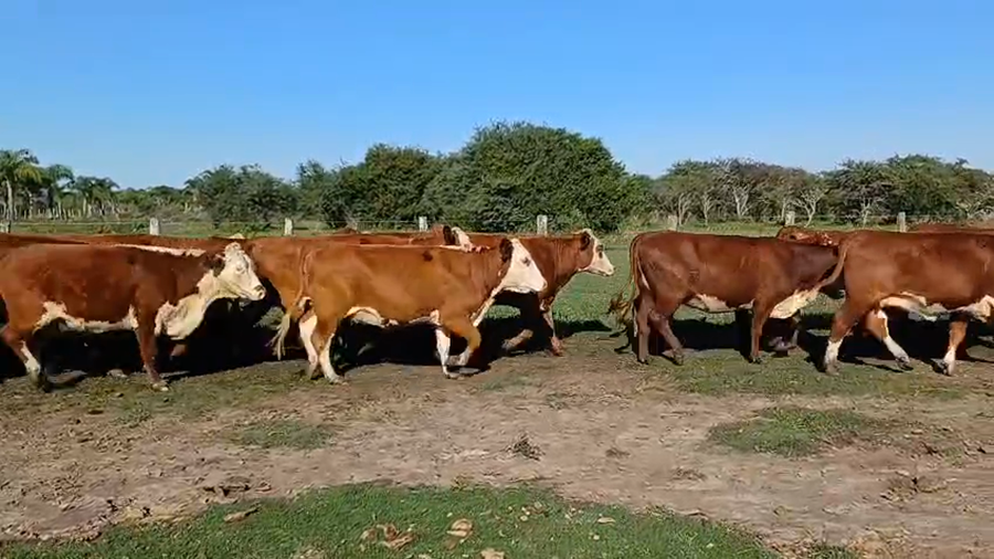 Lote 33 Vaquillonas preñadas en Corrientes, Curuzú-Cuatiá