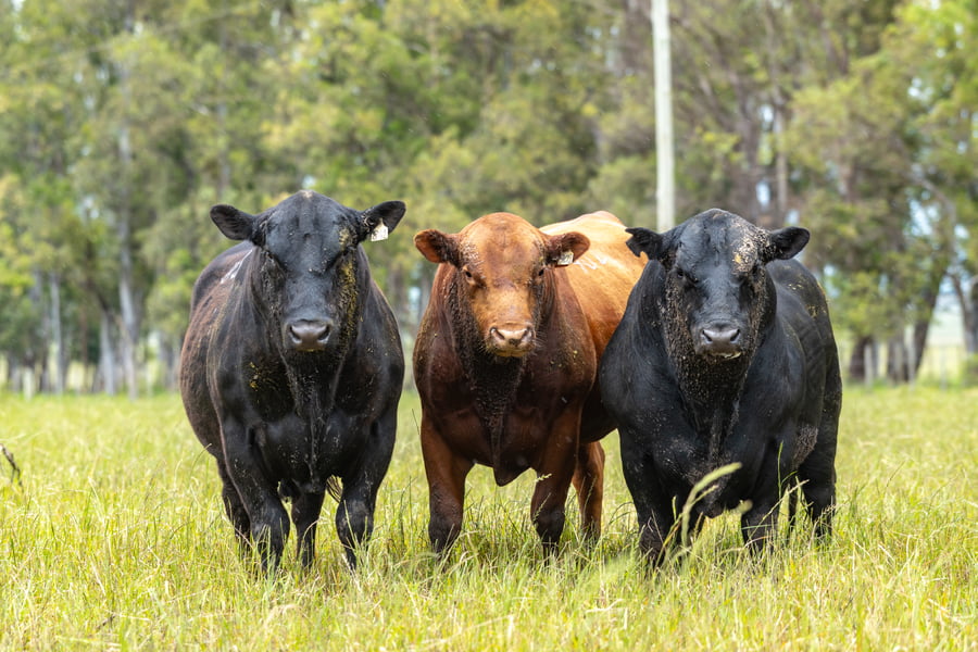 Lote Lote 3 Toros Pi  y Sa 3 Años