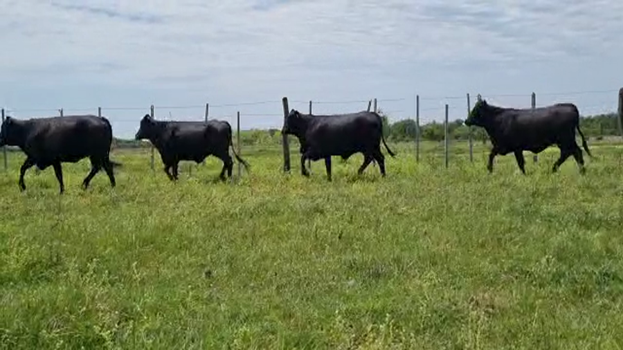 Lote VAQUILLA PREÑADAS