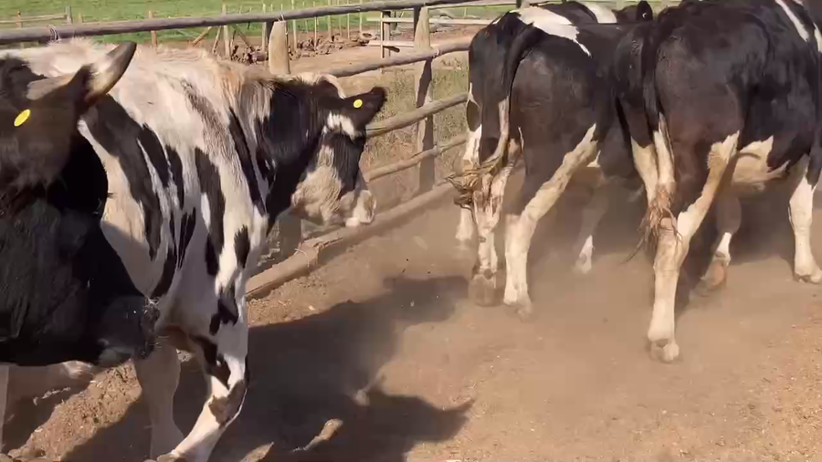 Lote 20 Novillo Gordo en Melipilla, Región Metropolitana