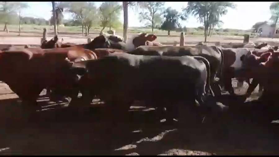 Lote 325 Novillos en J.J. Castelli, Chaco