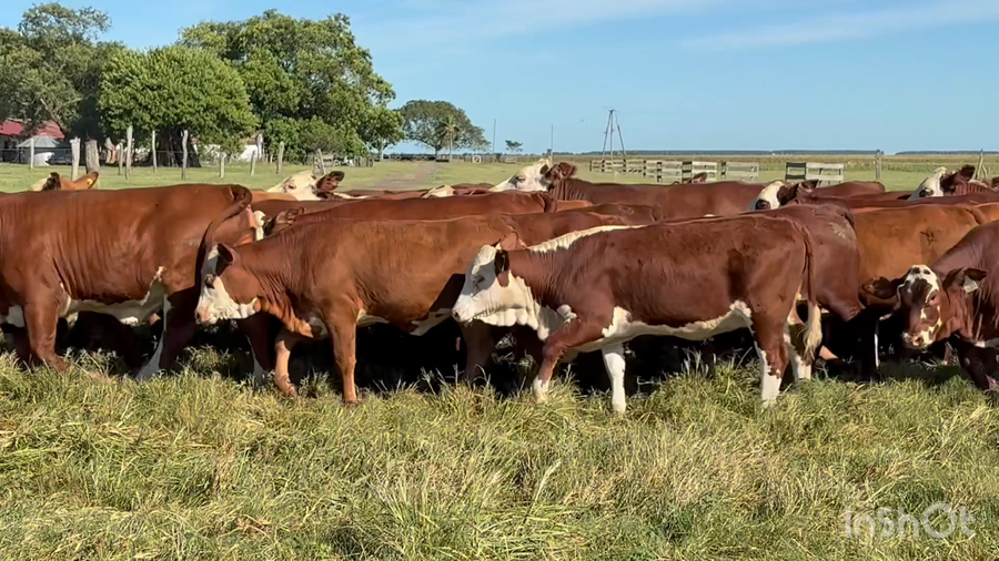 Lote 110 Terneras en Corrientes, Chavarría