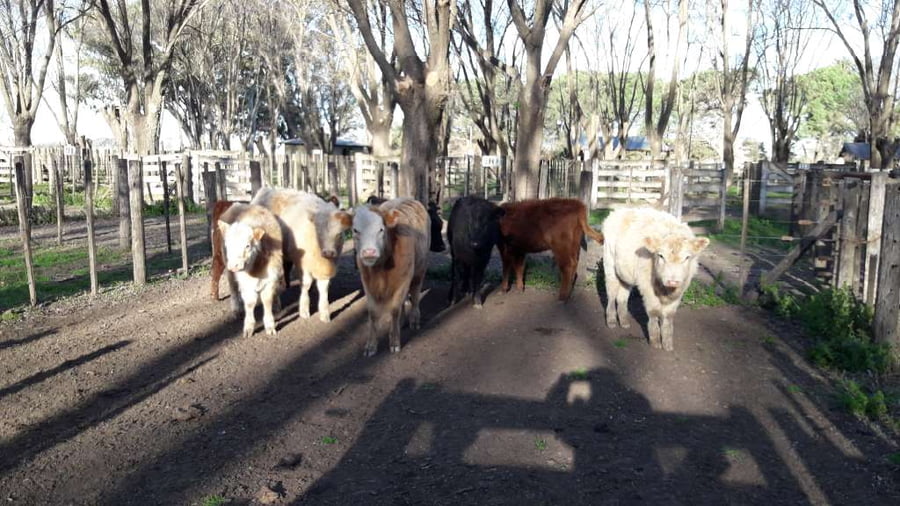 Lote 8 Terneras en Gral. Lamadrid, Buenos Aires