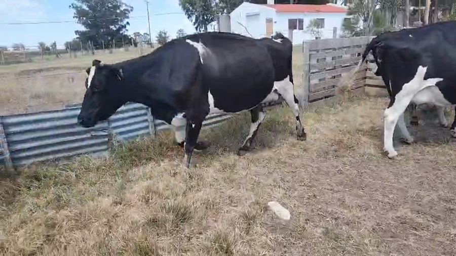 Lote 6 Vacas de Invernada, San José