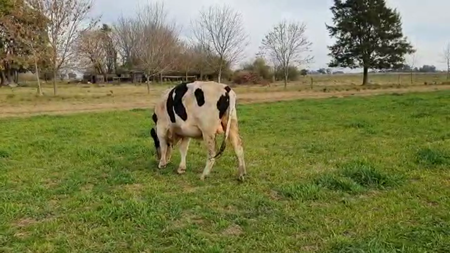 Lote Milone - Toros RP 391