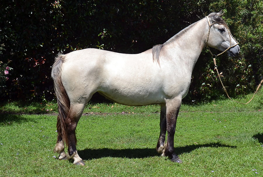 Lote Patia Pampa Caraguatá