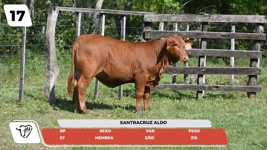 Lote LOTE 17- JUNIOR