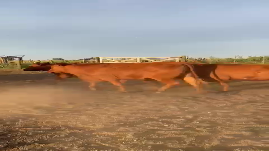 Lote 35 Vaquillonas Preñadas en Ayacucho