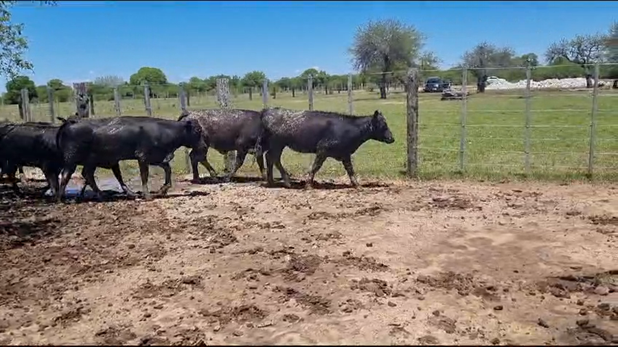 Lote 35 Vaquillonas en Victoria, Entre Ríos