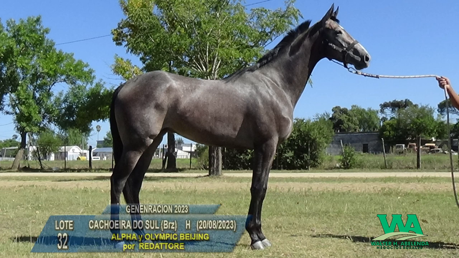 Lote CACHOEIRA DO SUL (Brz)