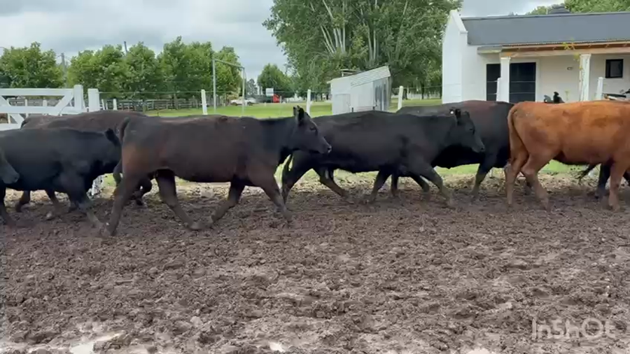 Lote 15 Vacas medio uso C/ gtia de preñez