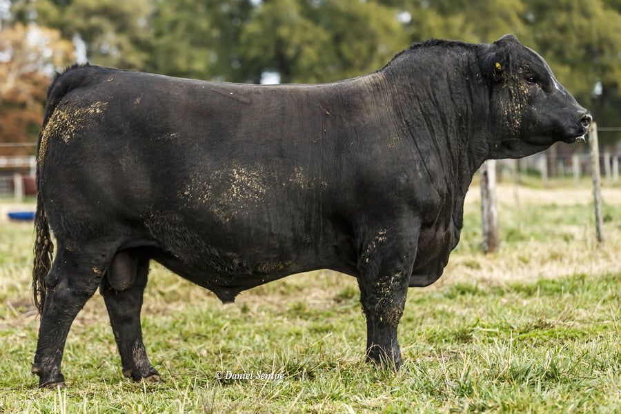 Lote TOROS PUROS DE PEDIGREE
