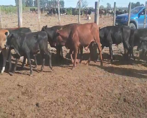 Lote 115 Terneros en Capital, Santiago del Estero