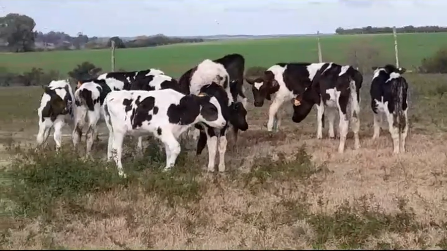 Lote TERNEROS HOLANDO