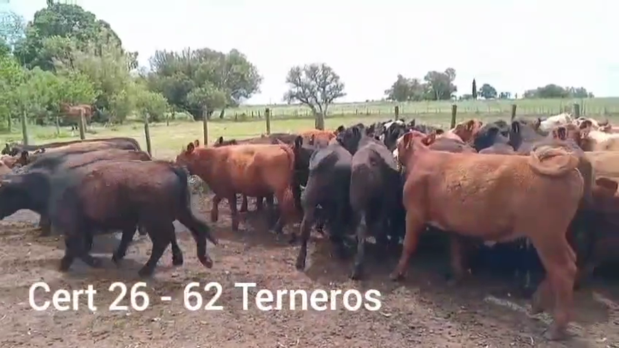 Lote TERNEROS
