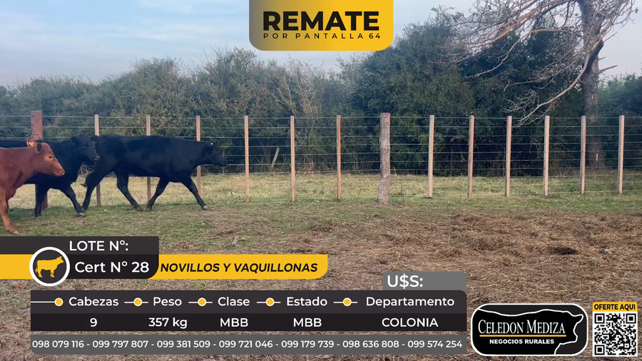 Lote 9 Novillos y Vaquillonas  en Tarariras, Colonia
