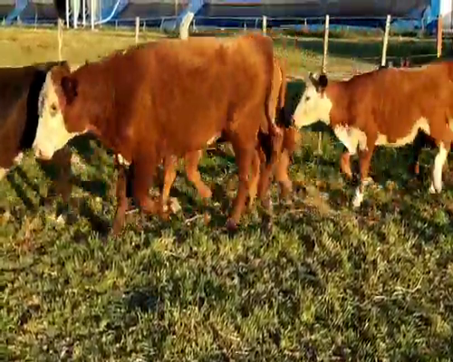 Lote 120 Terneros/as en Entre Ríos, Villaguay