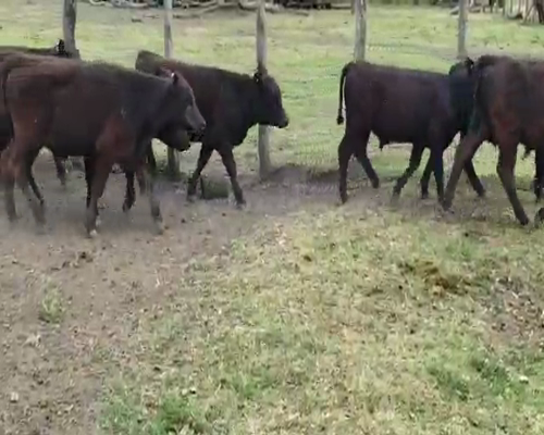 Lote 60 Terneros en Villaguay, Entre Ríos