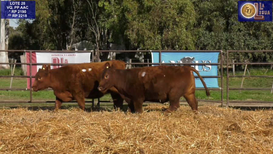 Lote VAQUILLONAS ANGUS  PP