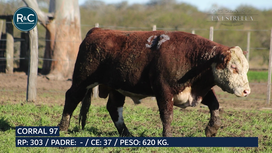 Lote Toro Hereford