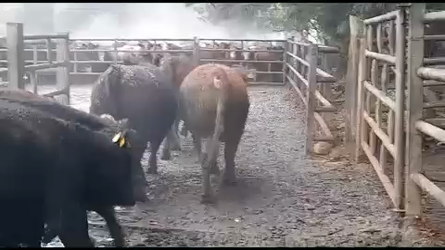 Lote 45 Novillo Gordo en San Clemente, VII  Región Maule