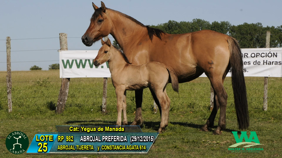 Lote ABROJAL PREFERIA