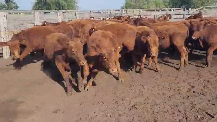 Lote 35 Terneros en Villaguay, Entre Ríos