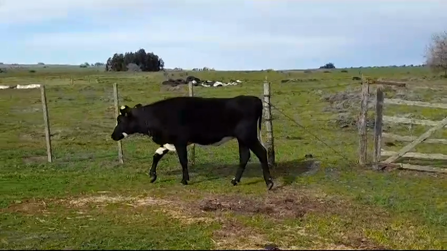 Lote (Vendido)Vaquillonas  NORMANDO/ HOLANDO a remate en #37 Pantalla Carmelo 400kg -  en CERROS NEGROS