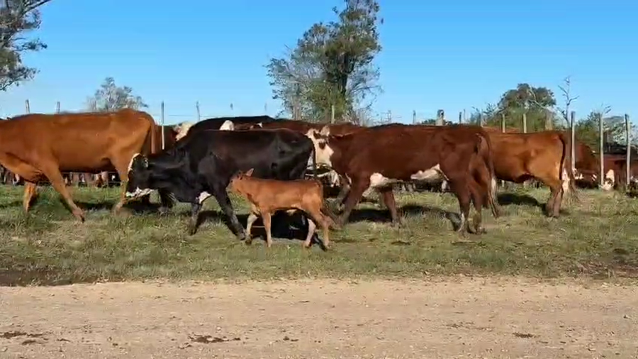 Lote 56 Vacas CUT con cría