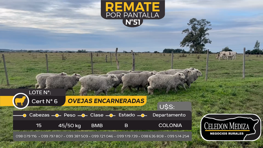 Lote 15 Ovejas en Miguelete, Colonia