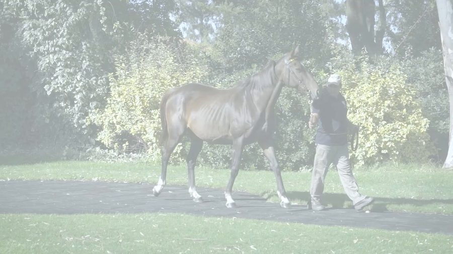 Lote LUCILIUS (KING’S BEST - LA LEOCADIA)  Preñez por KING GUILLERMO