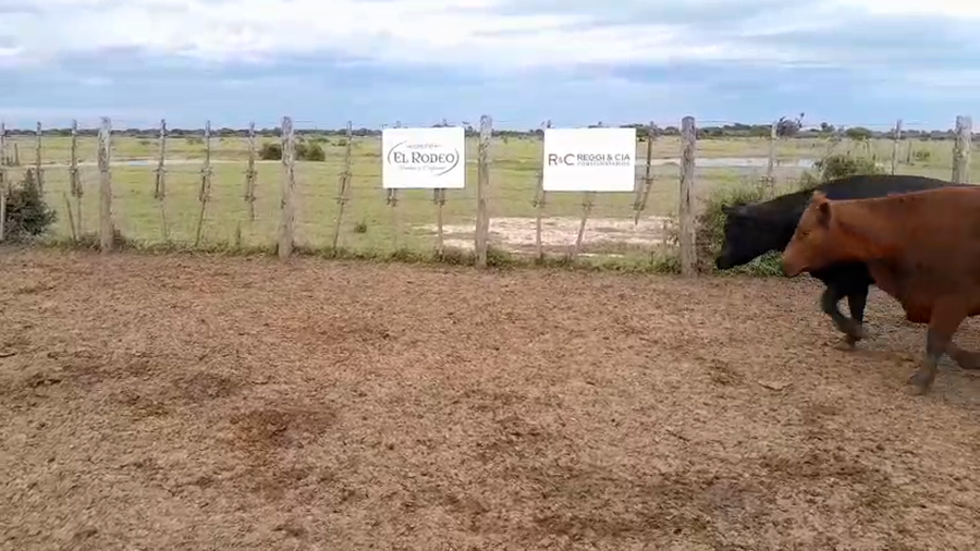 Lote 85 Vaca Exportacion