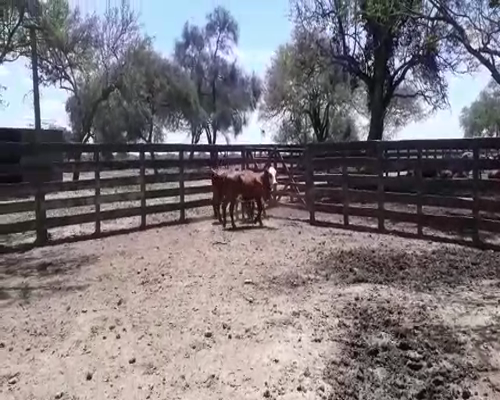 Lote CABAÑA "BAPIO"