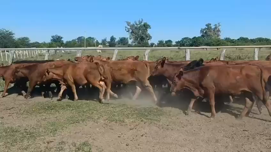 Lote 60 Terneros en Entre Ríos, Federal