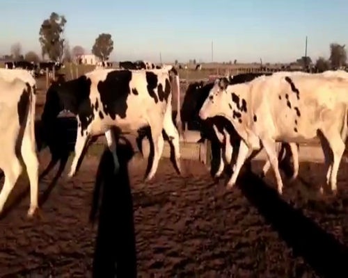 Lote VAQUILLONAS PREÑADAS