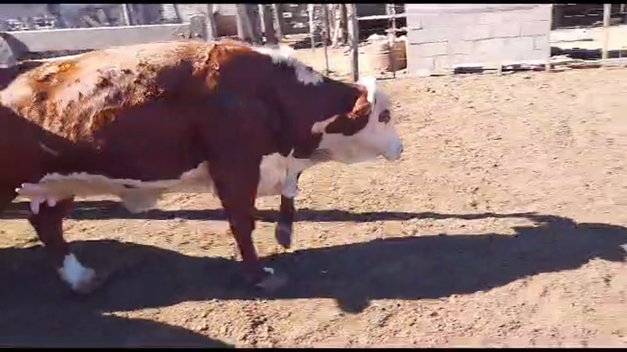 Lote 45  VACAS / 6 TOROS