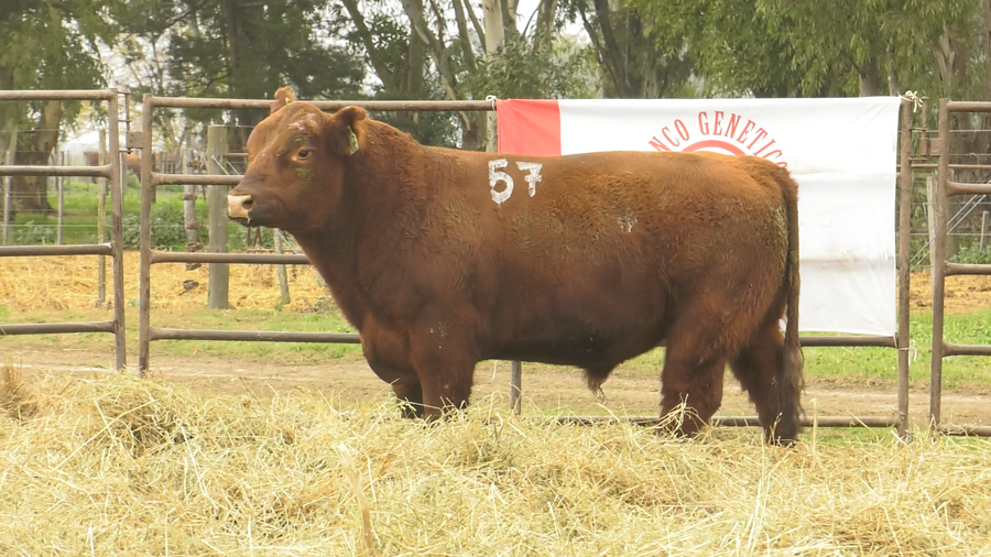 Lote TOROS ANGUS COLORADOS  PC