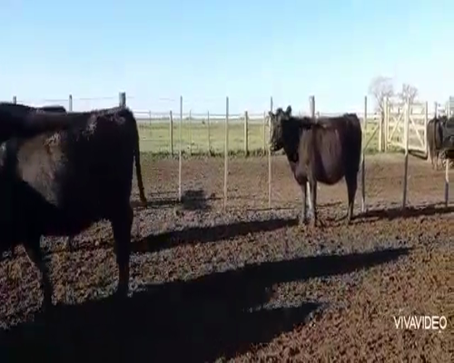 Lote 30 Vacas nuevas Preñadas en Magdalena, Buenos Aires