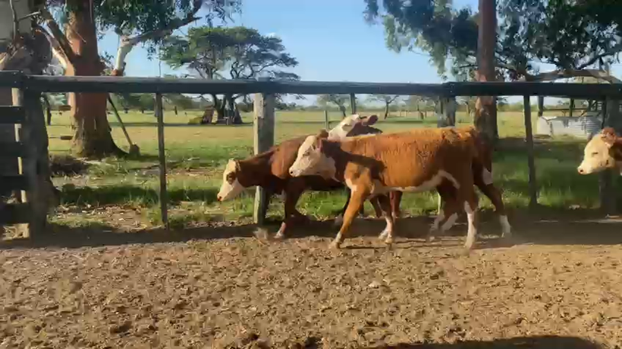 Lote 73 Terneras