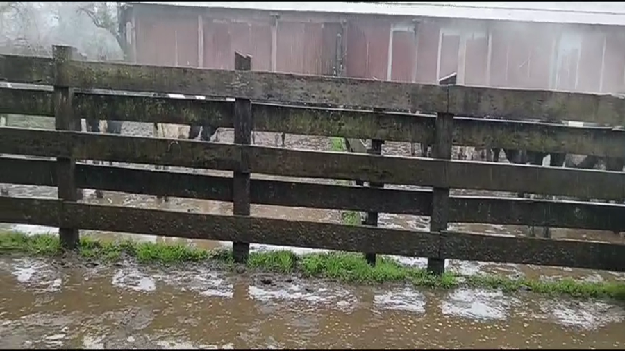 Lote 13 Novillo Engorda en Mariquina, XIV Región Los Ríos